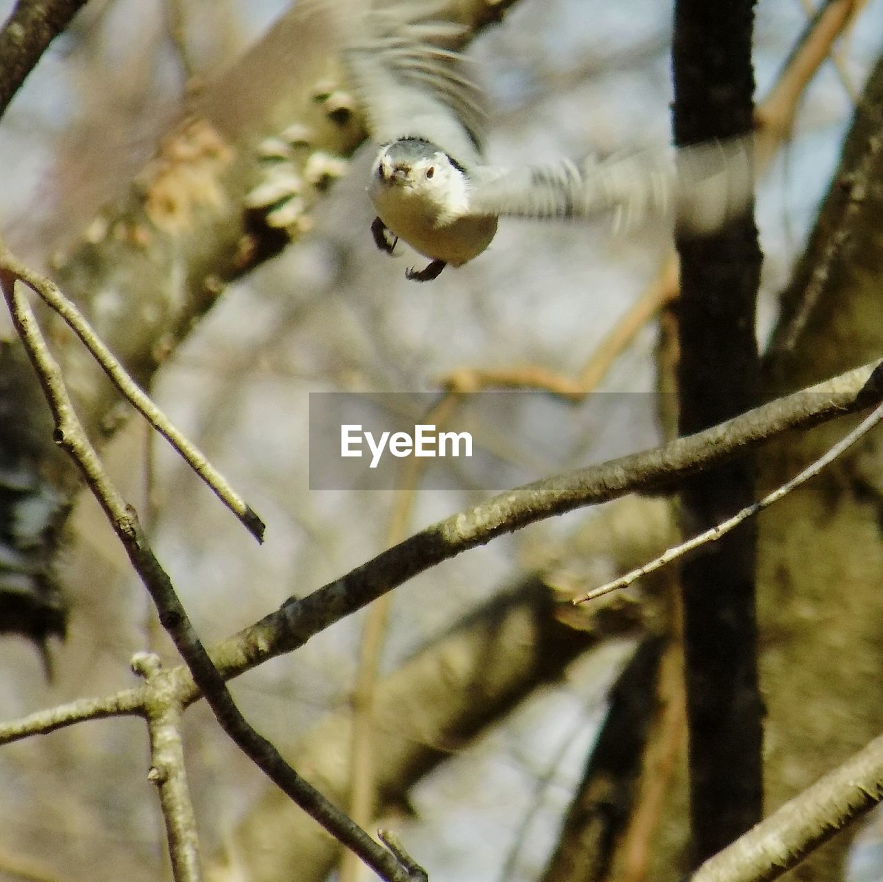 Close-up of nuthatch flying against bare tree