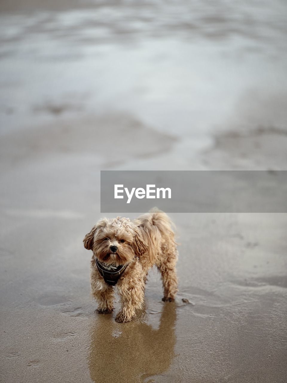 animal, animal themes, one animal, dog, mammal, pet, canine, sand, water, wet, beach, domestic animals, close-up, land, no people, nature, carnivore, sea, snow, day, portrait, outdoors, lap dog, motion