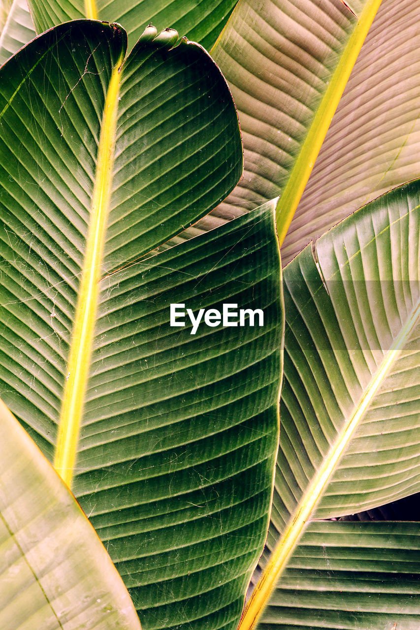 Palm leaf background. minimal tropical mood
