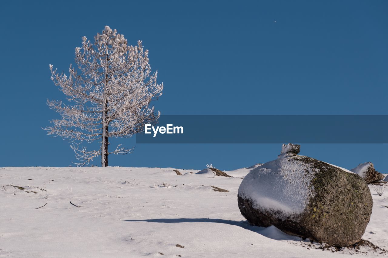 Trees on snow covered field against clear blue sky