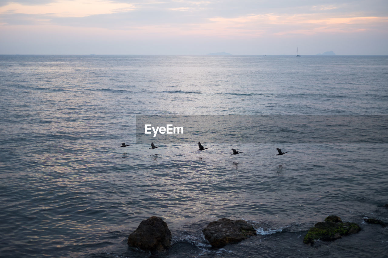 Bird flying over sea against sky during sunset