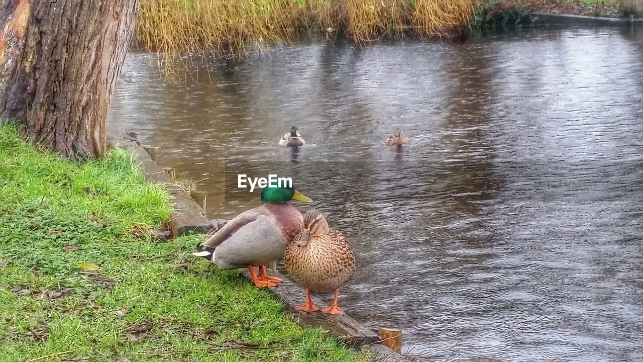 MALLARD DUCKS IN LAKE