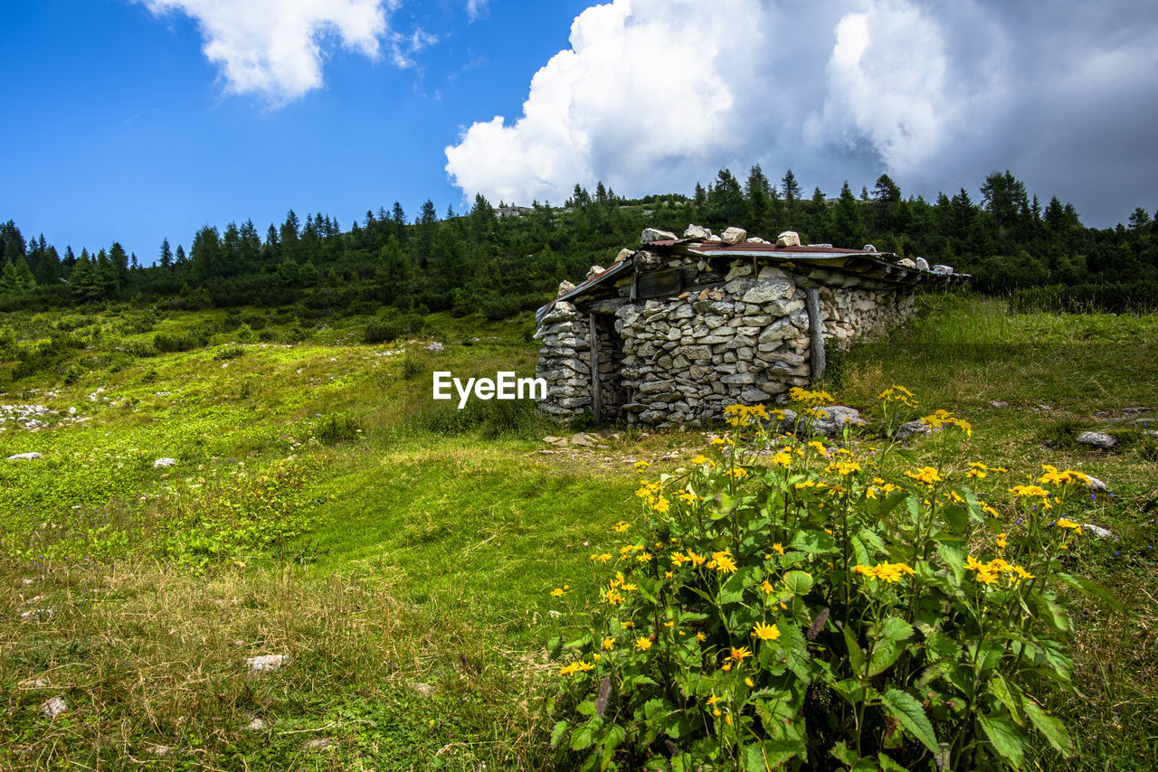plant, nature, sky, meadow, wilderness, rural area, landscape, cloud, grass, land, flower, natural environment, environment, field, hill, tree, scenics - nature, beauty in nature, grassland, no people, architecture, flowering plant, prairie, rural scene, green, travel destinations, outdoors, travel, plain, built structure, non-urban scene, building, pasture, leaf, tranquility, forest, mountain range, day, tourism, autumn, growth, agriculture, plateau, woodland, tranquil scene, summer, house, hut, history