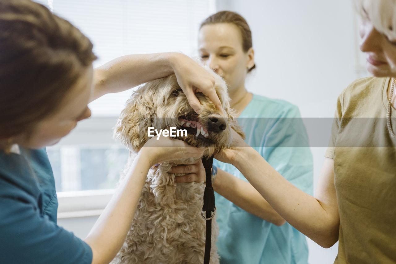 Female animal doctor examining dogs dental health in medical clinic
