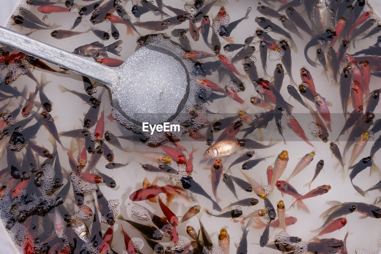 Small goldfishes brought for sale at iranian bazaar