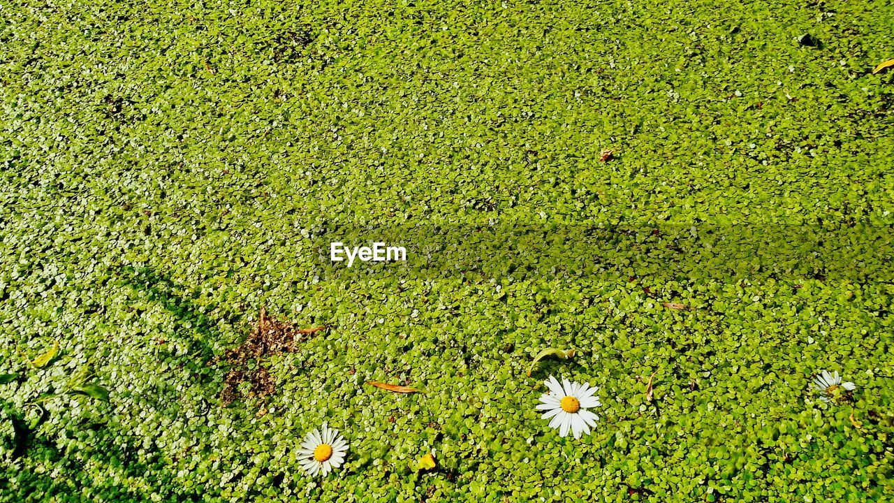 PLANTS GROWING ON FIELD