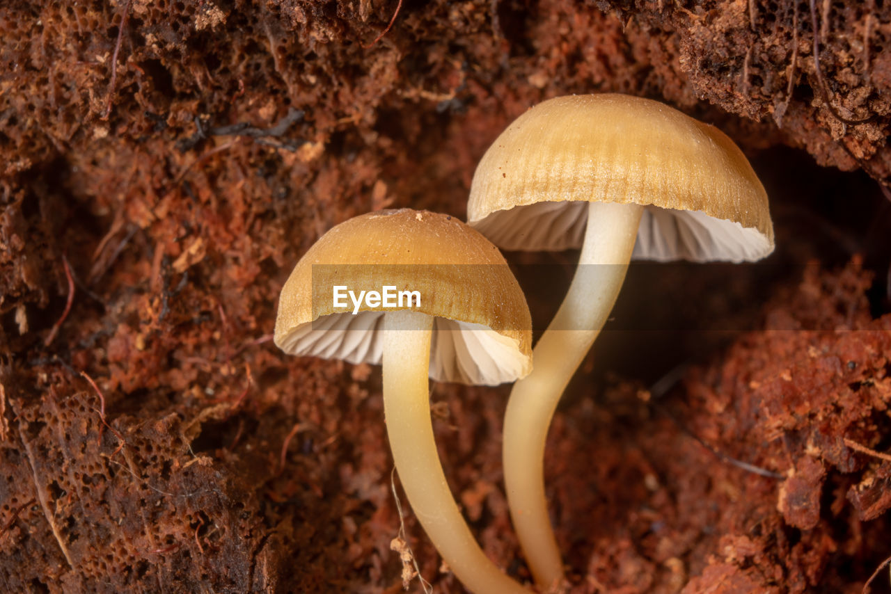 Mycena twins