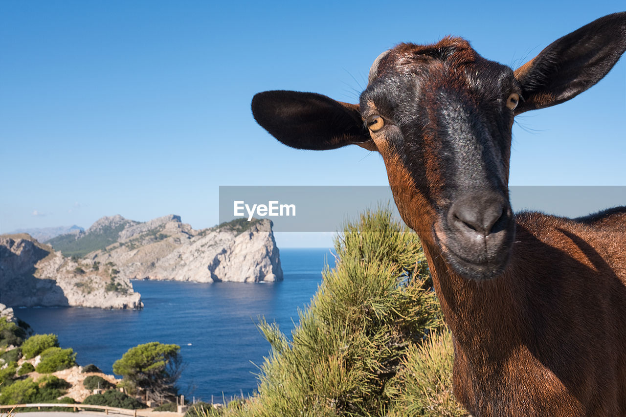 Close-up portrait of goat on cliff against blue sky