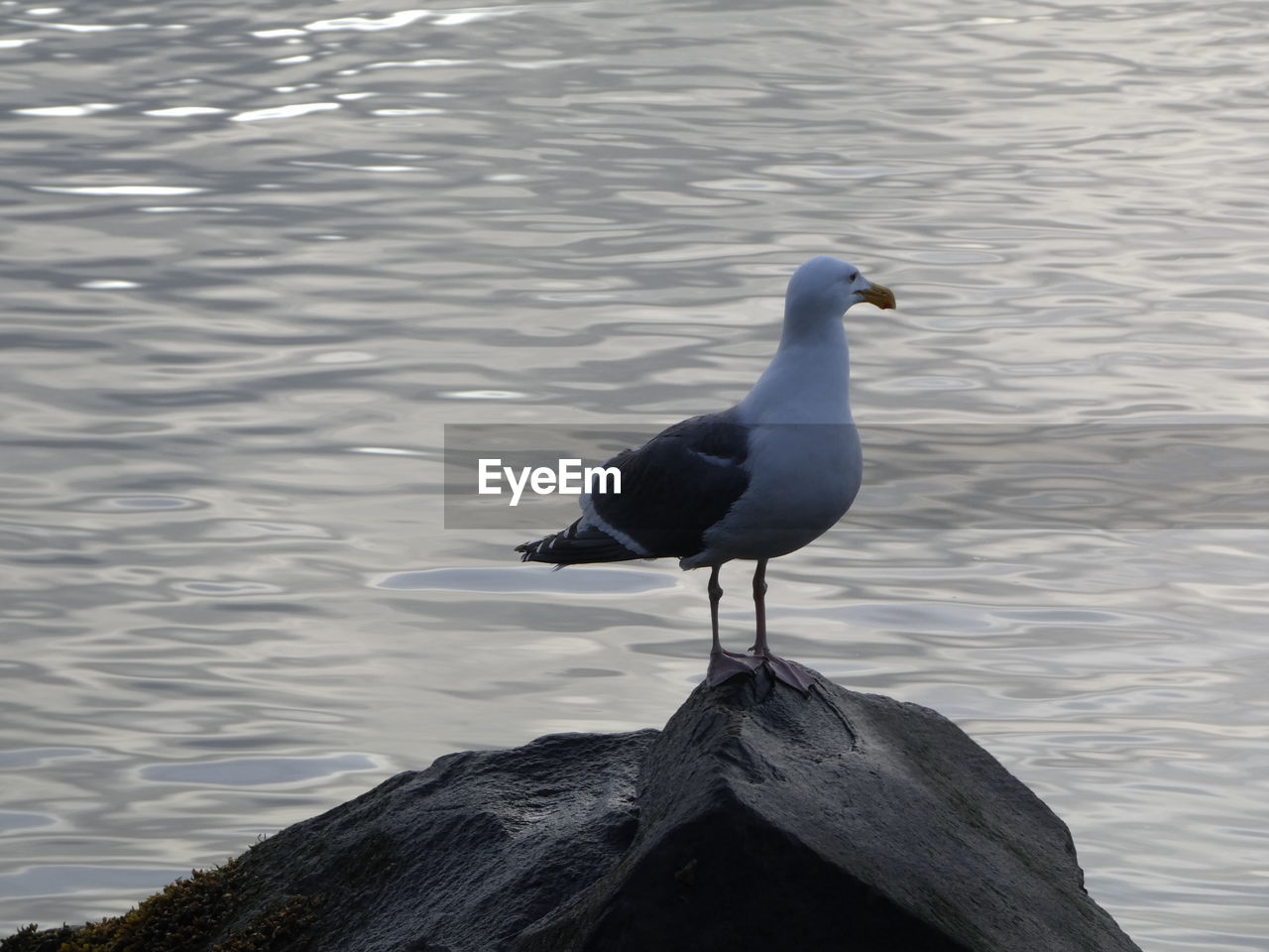 animal themes, bird, animal, wildlife, animal wildlife, water, one animal, perching, reflection, no people, sea, nature, day, seabird, gull, seagull, outdoors, beak, beauty in nature, wood