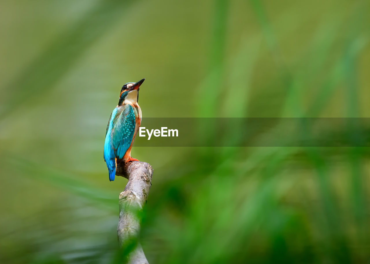 Close-up of kingfisher perching on branch