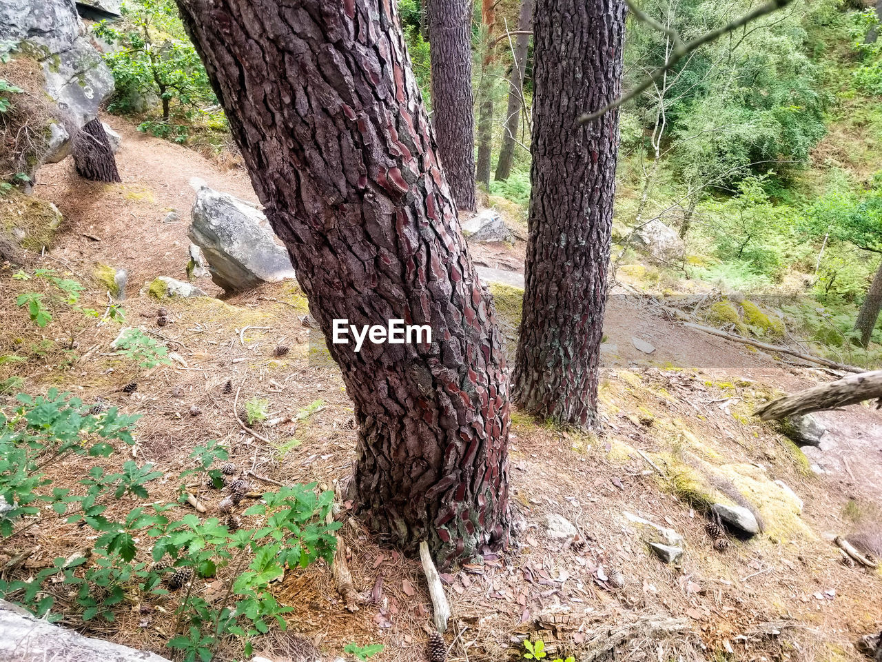 VIEW OF A TREE TRUNK