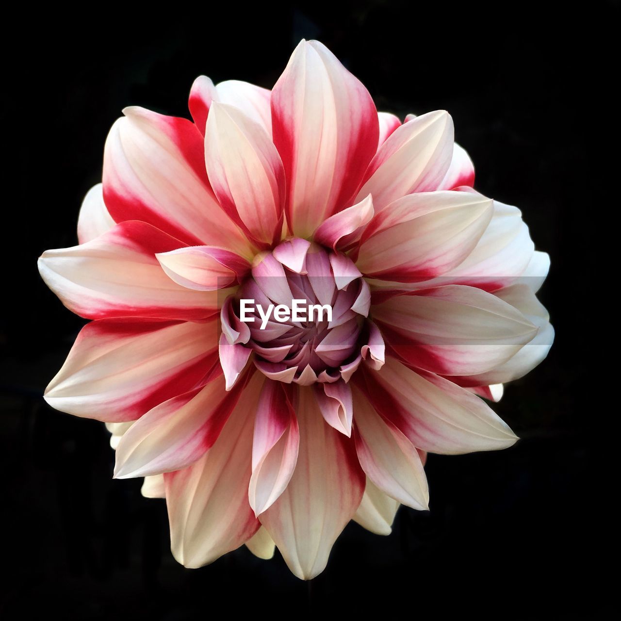 Close-up of pink dahlia against black background