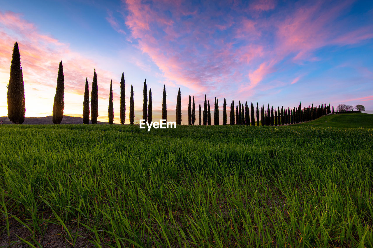 Landscape in tuscany, italia with cypress road at sunrise