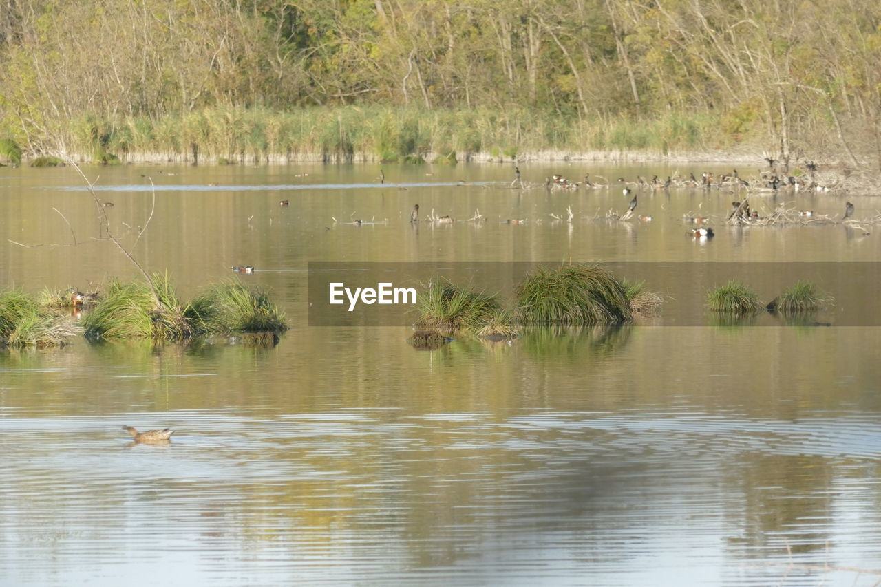 BIRDS IN LAKE