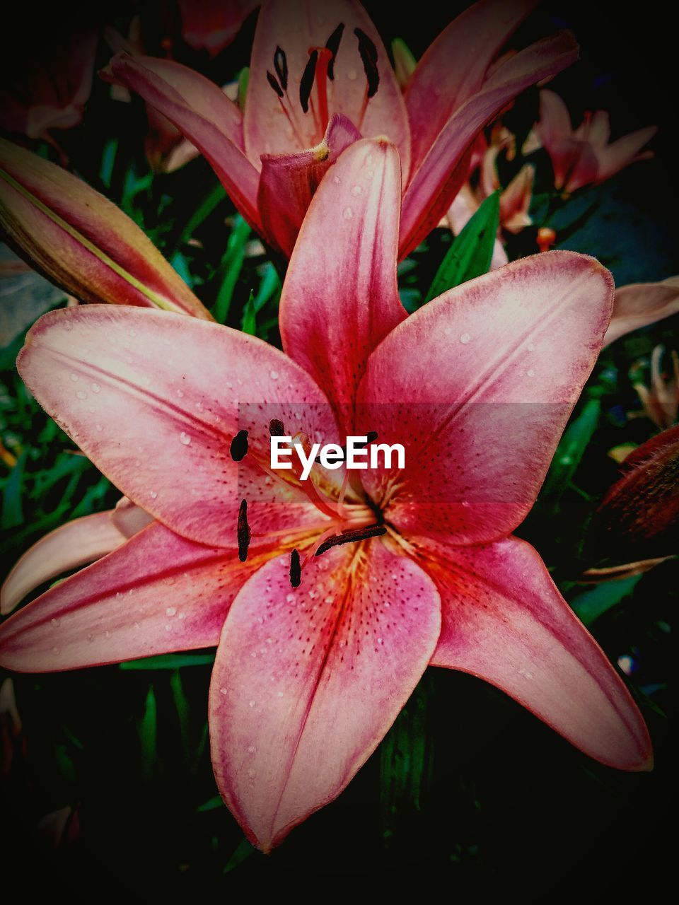 CLOSE-UP OF PINK FLOWER