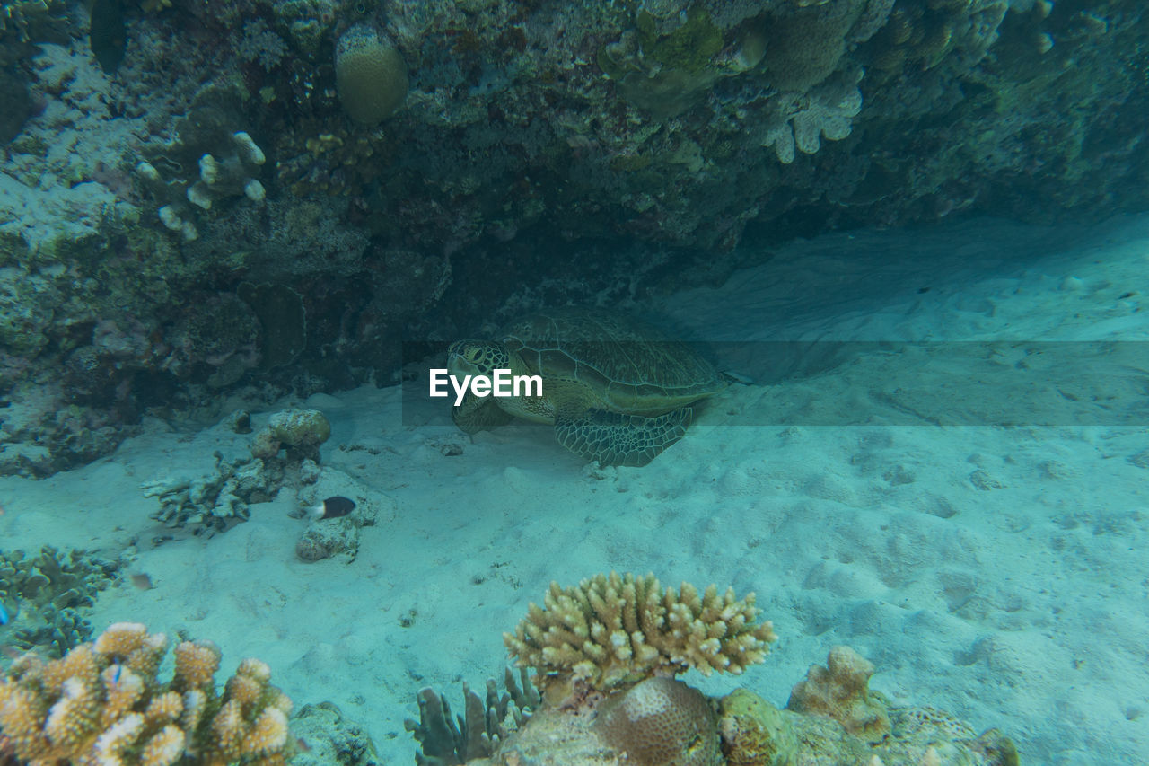 undersea, water, underwater, sea, sea life, animal wildlife, wildlife, animal, animal themes, marine, coral, coral reef, reef, nature, fish, marine biology, beauty in nature, swimming, coral reef fish, aquarium, no people, ocean floor, natural environment, group of animals, ocean, stony coral, sports, outdoors, tropical climate, water sports, adventure, ecosystem