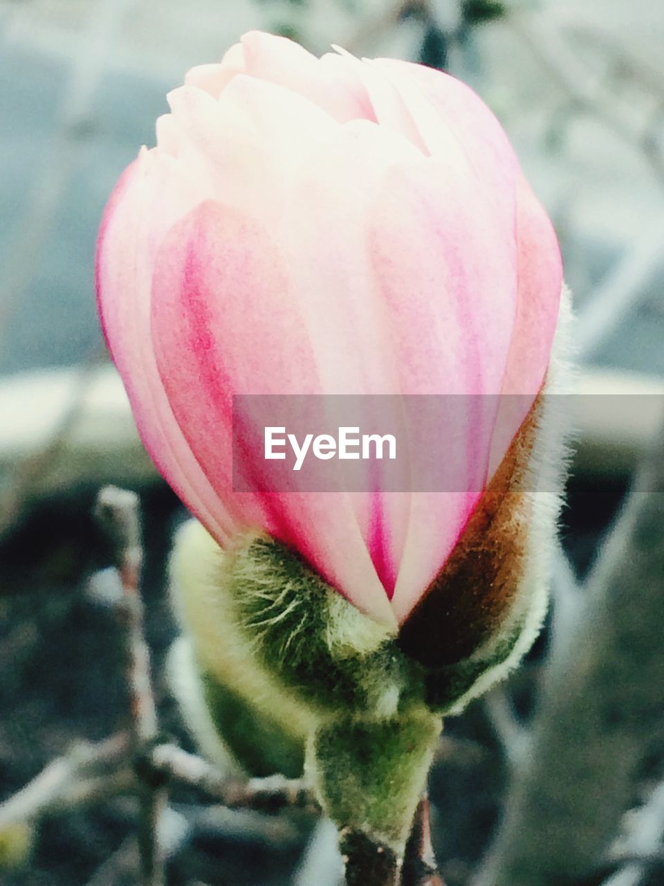 CLOSE-UP OF PINK FLOWERS BLOOMING OUTDOORS