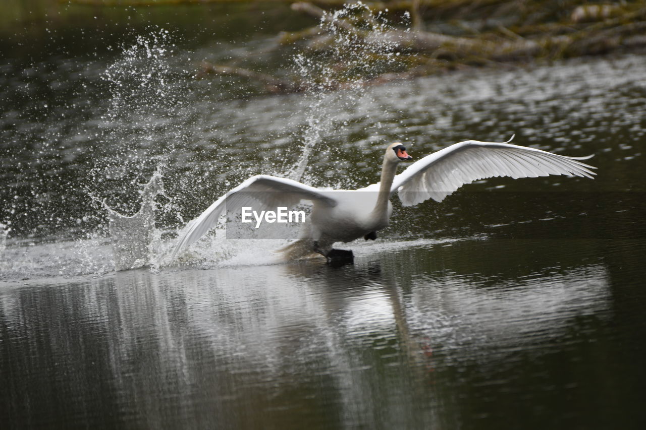 DUCK SWIMMING IN LAKE