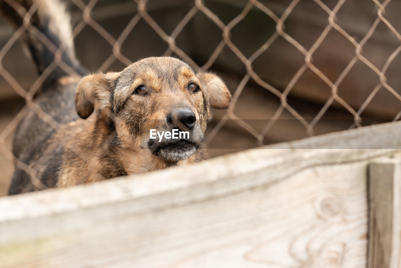 CLOSE-UP OF A DOG LOOKING AWAY