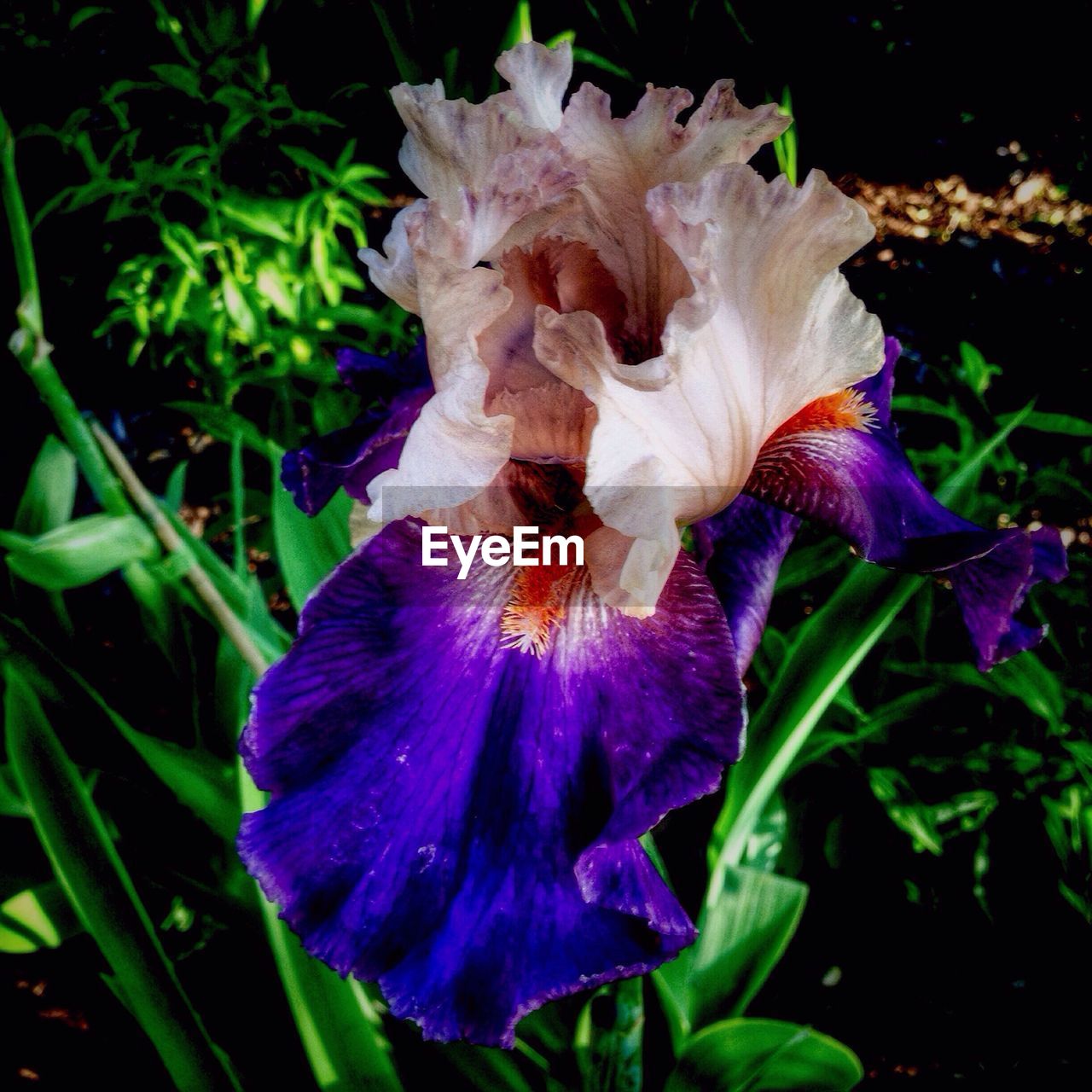 CLOSE-UP OF FLOWERS