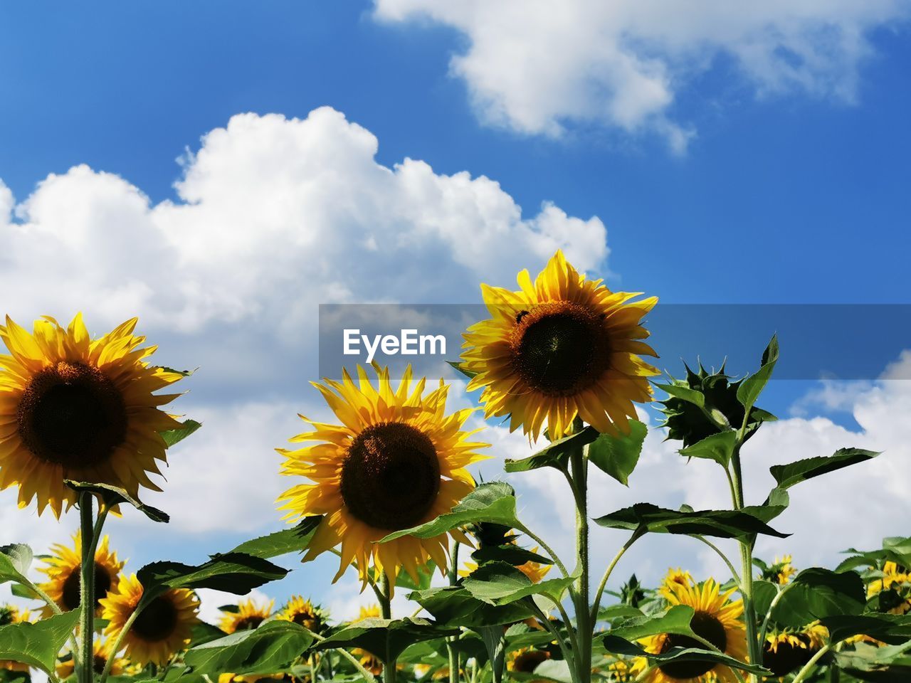 CLOSE-UP OF YELLOW FLOWERING PLANTS AGAINST SKY
