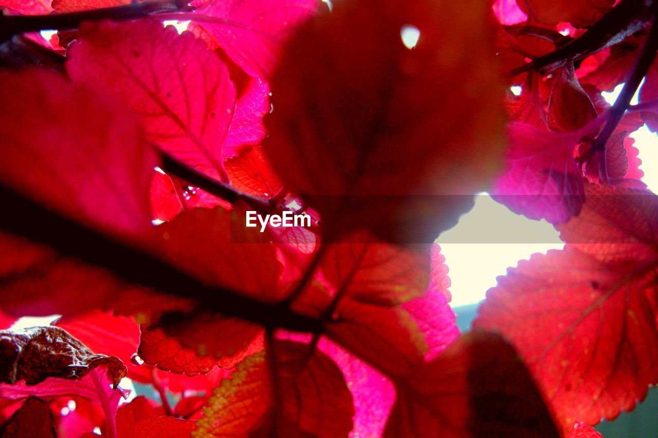 LOW ANGLE VIEW OF RED MAPLE TREE