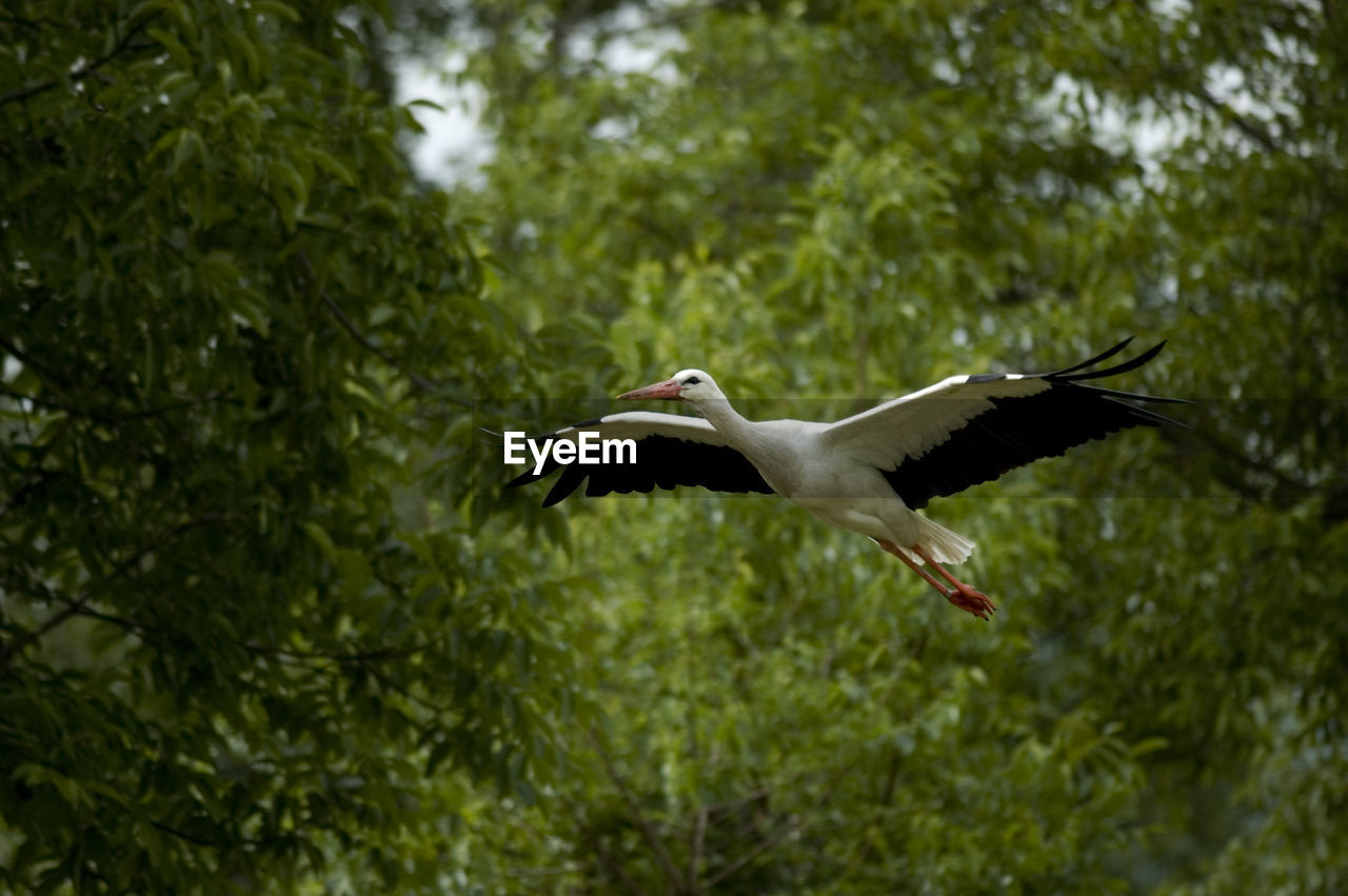 LOW ANGLE VIEW OF BIRD FLYING IN THE BACKGROUND