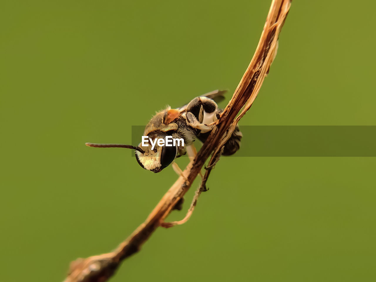 CLOSE-UP OF HOUSEFLY ON TWIG