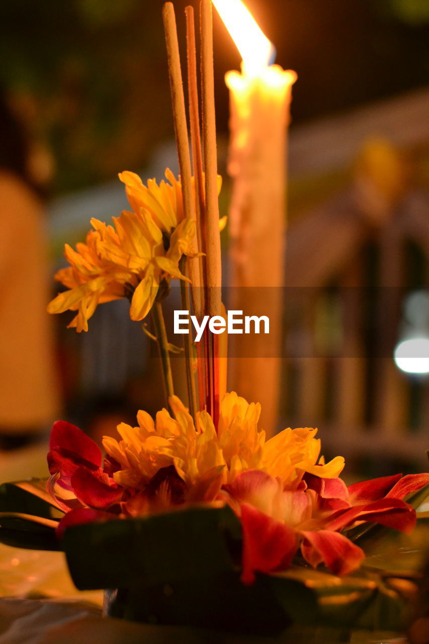 Close-up of yellow rose flower. loy krathong 