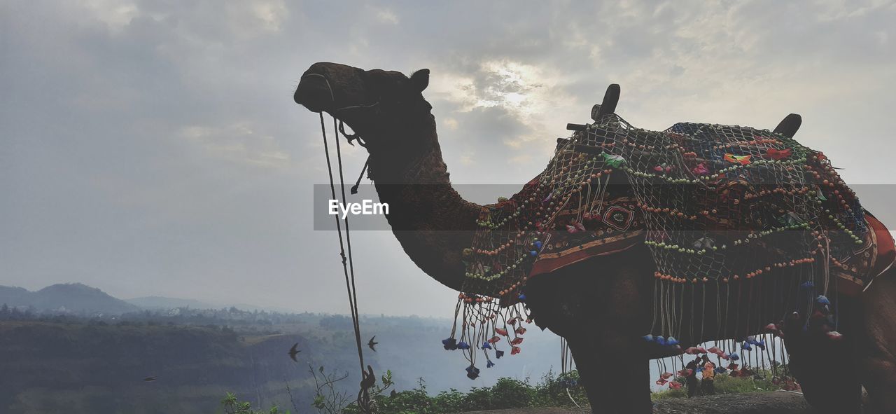 LOW ANGLE VIEW OF A HORSE STATUE