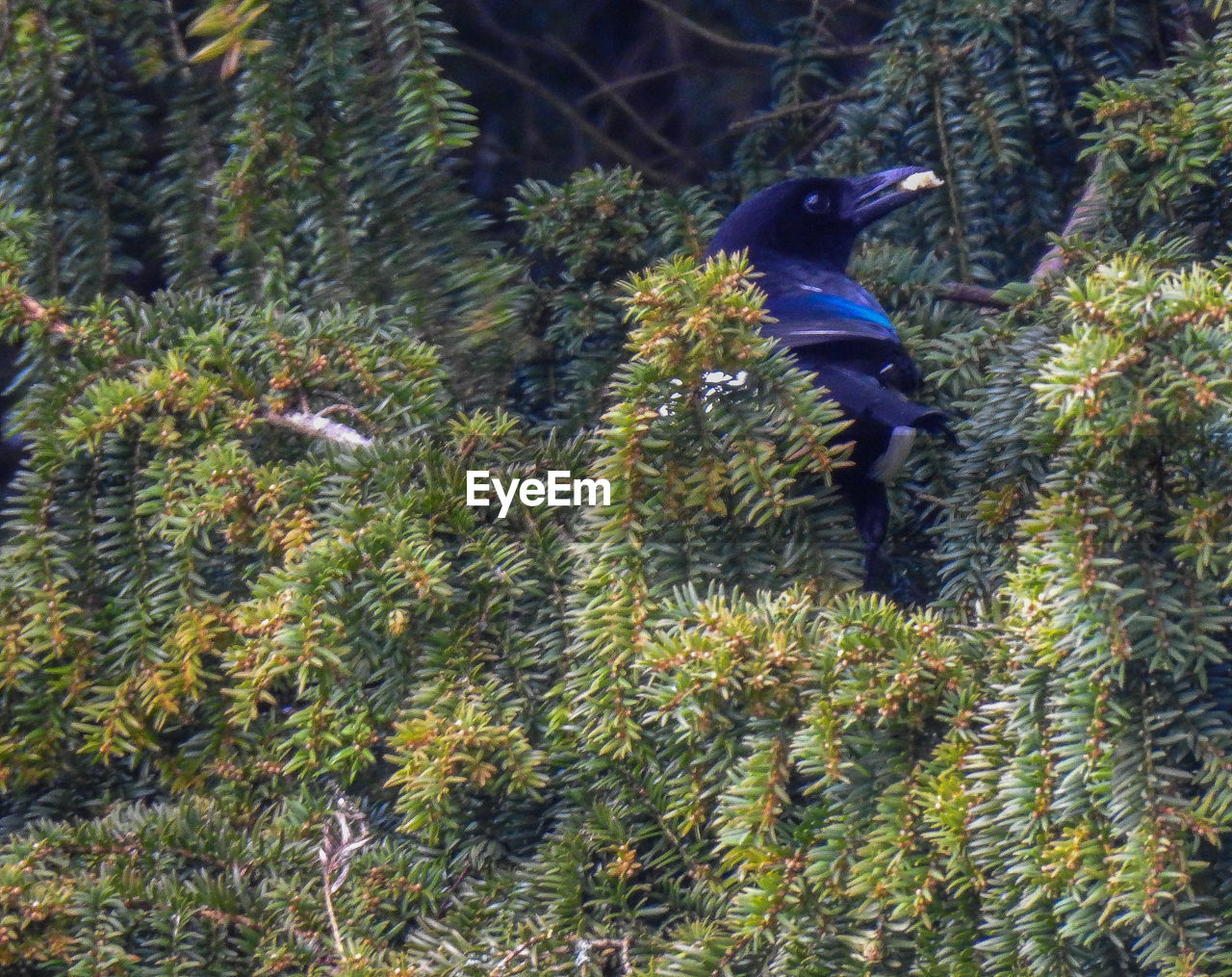 BIRD ON PLANTS