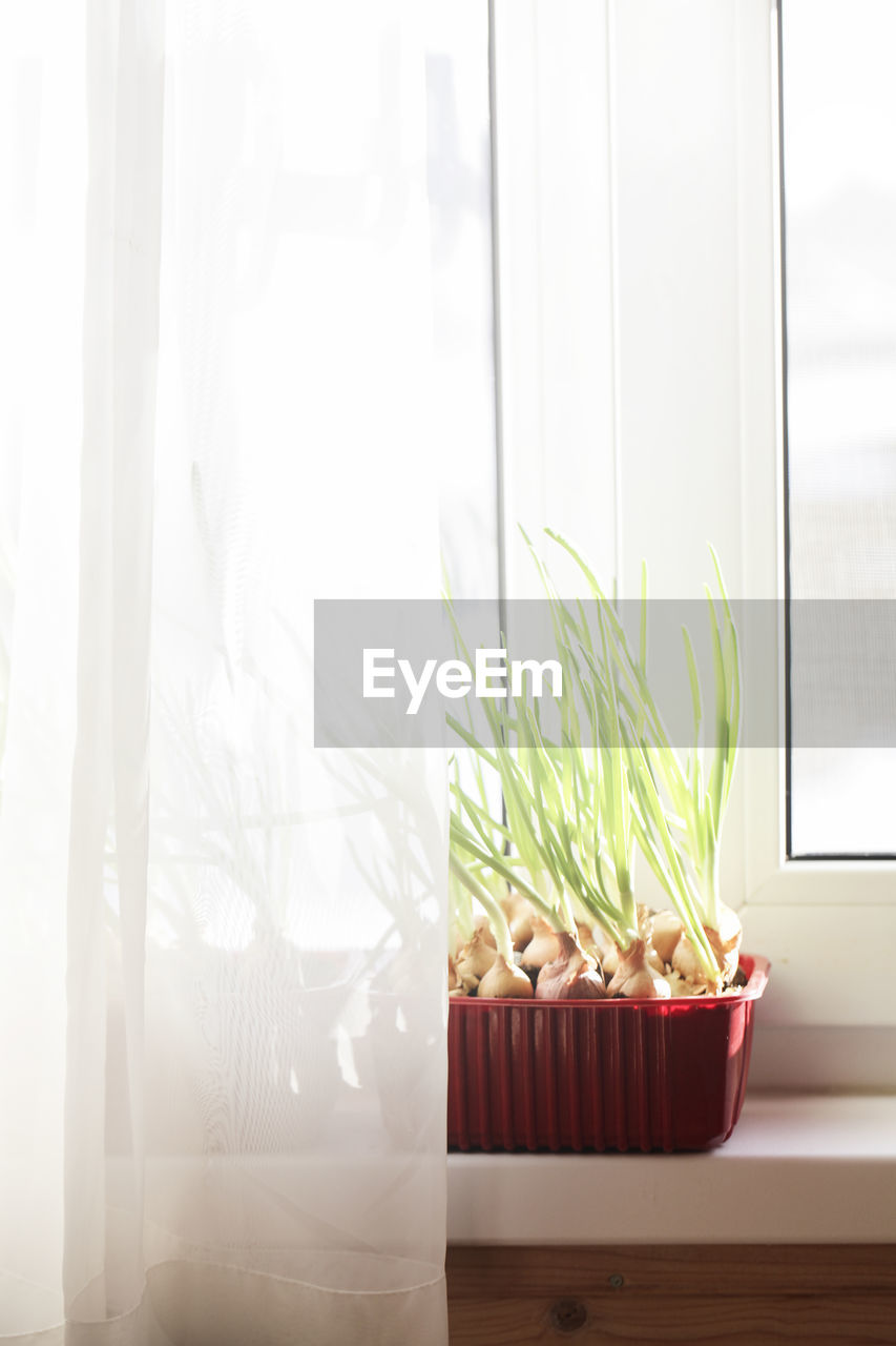 potted plant on window at home