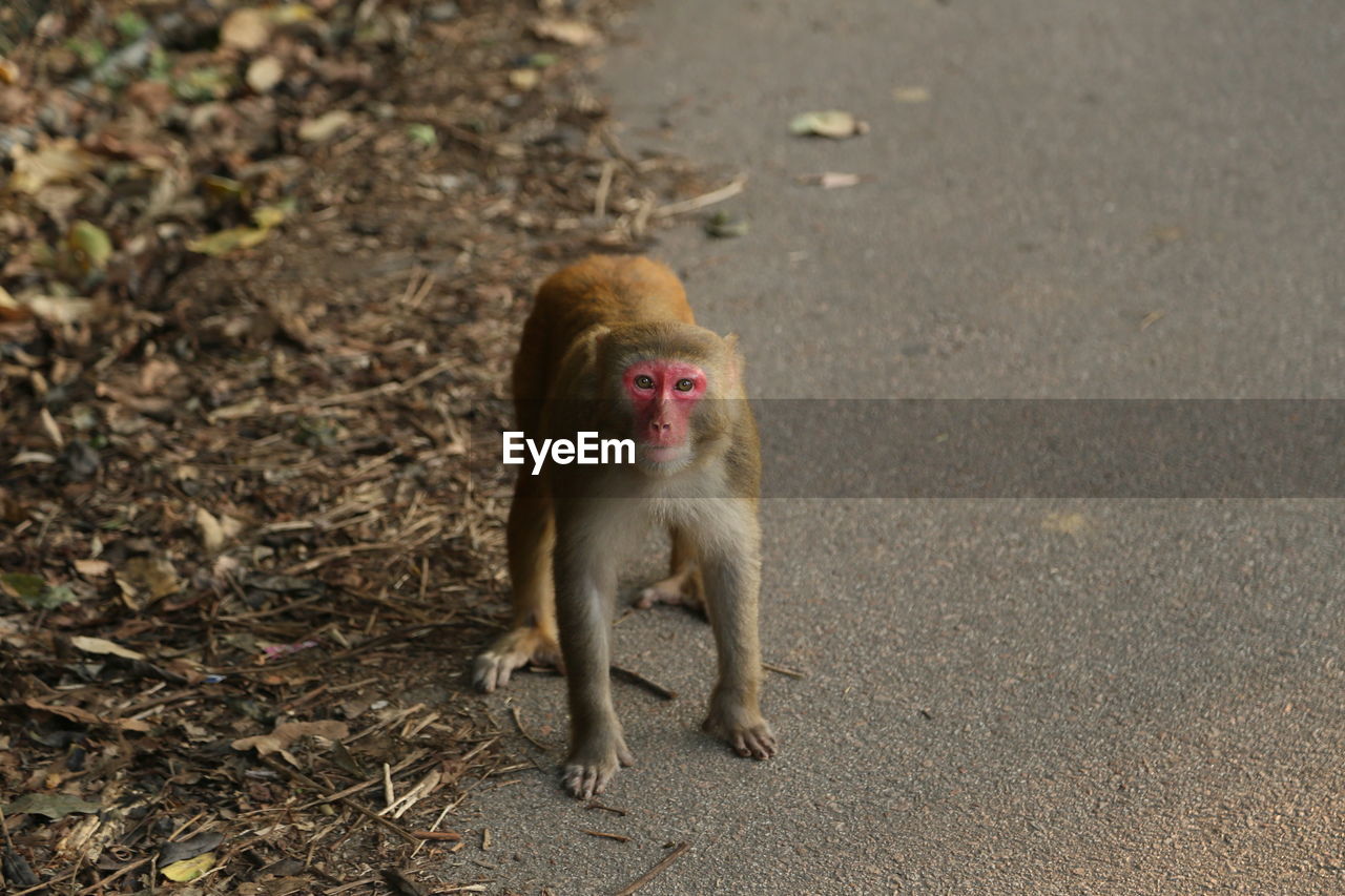 monkeys sitting on street