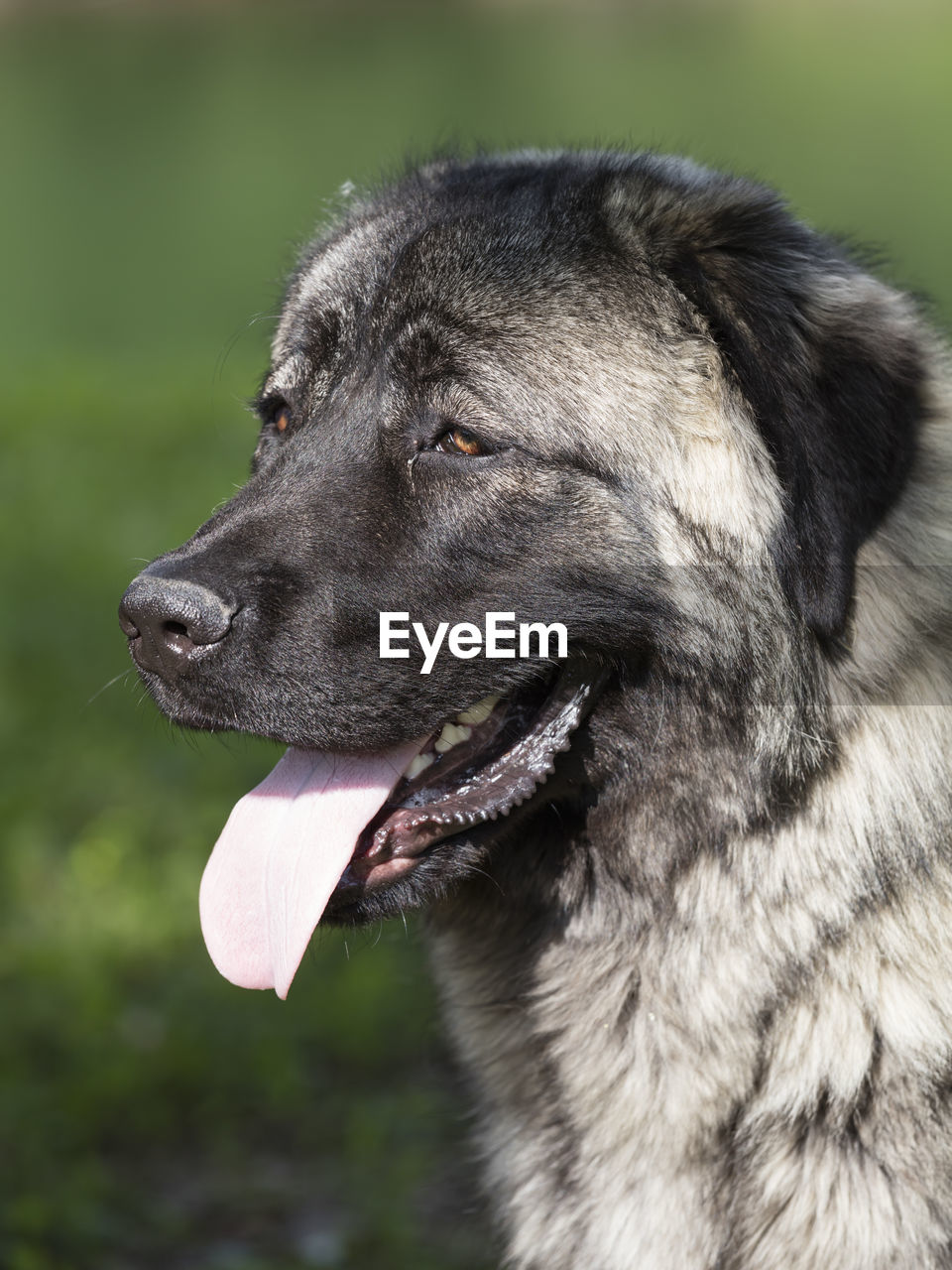 Caucasian shepherd dog