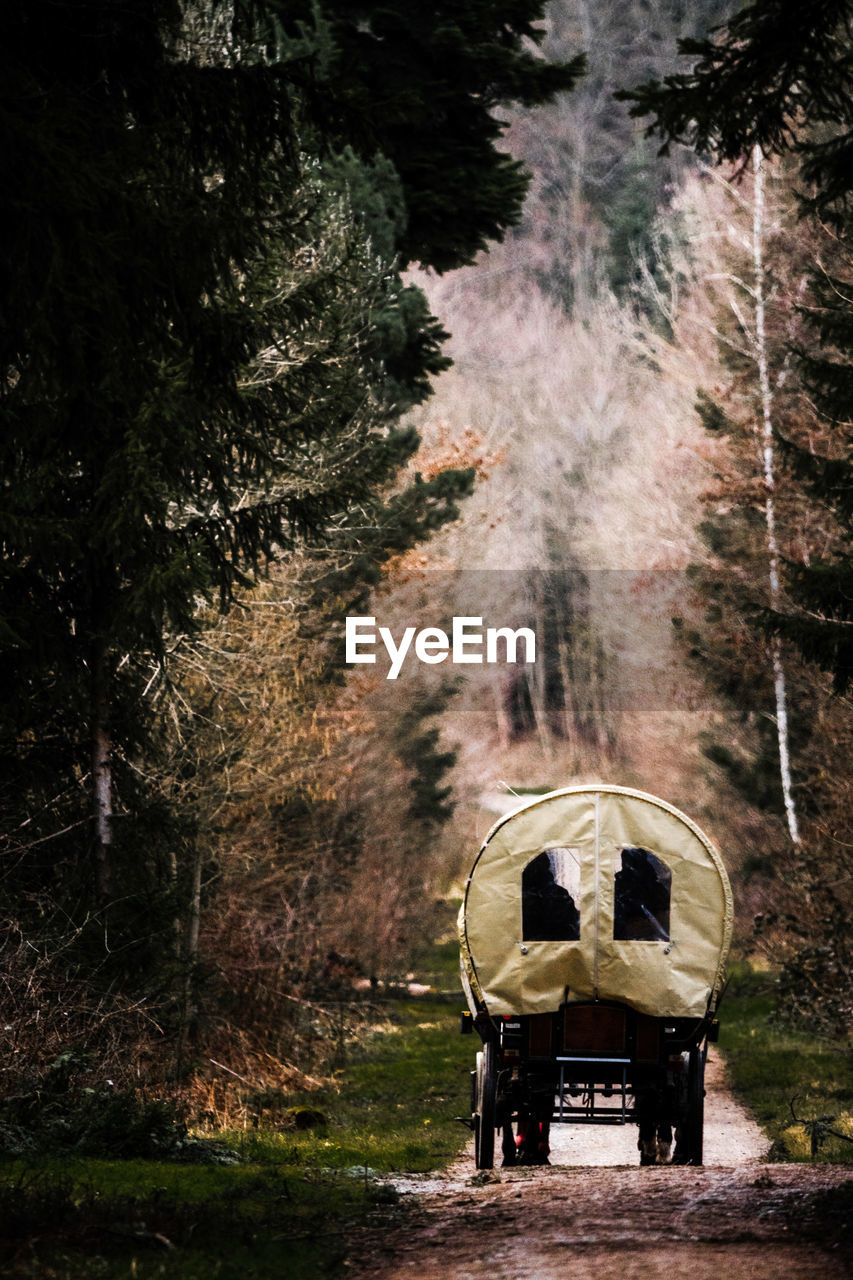 Horse cart on road amidst trees