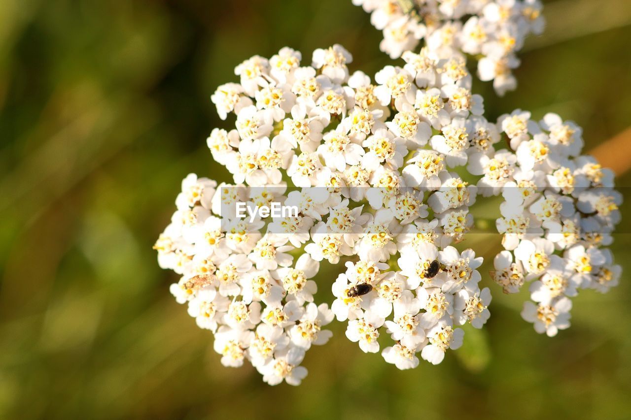 Close-up of white cherry blossom tree