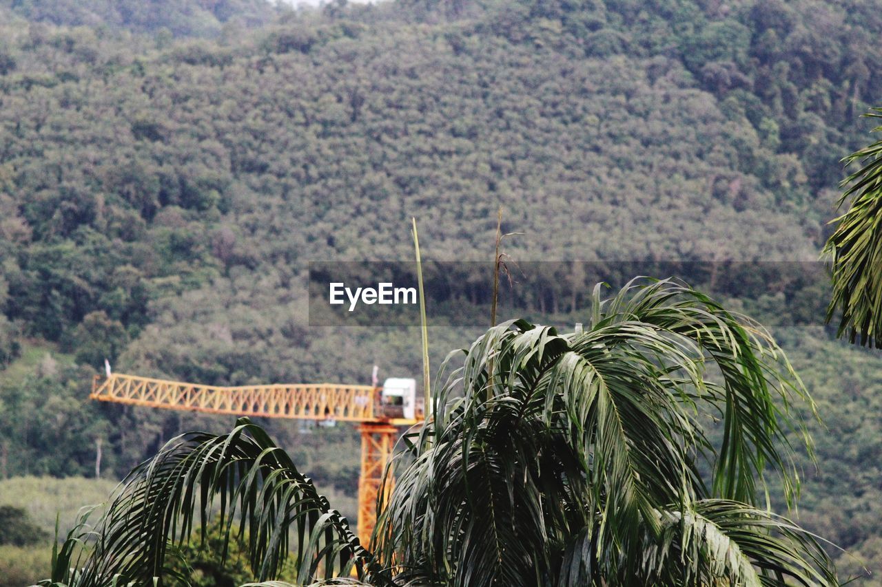 Scenic view of agricultural field against trees