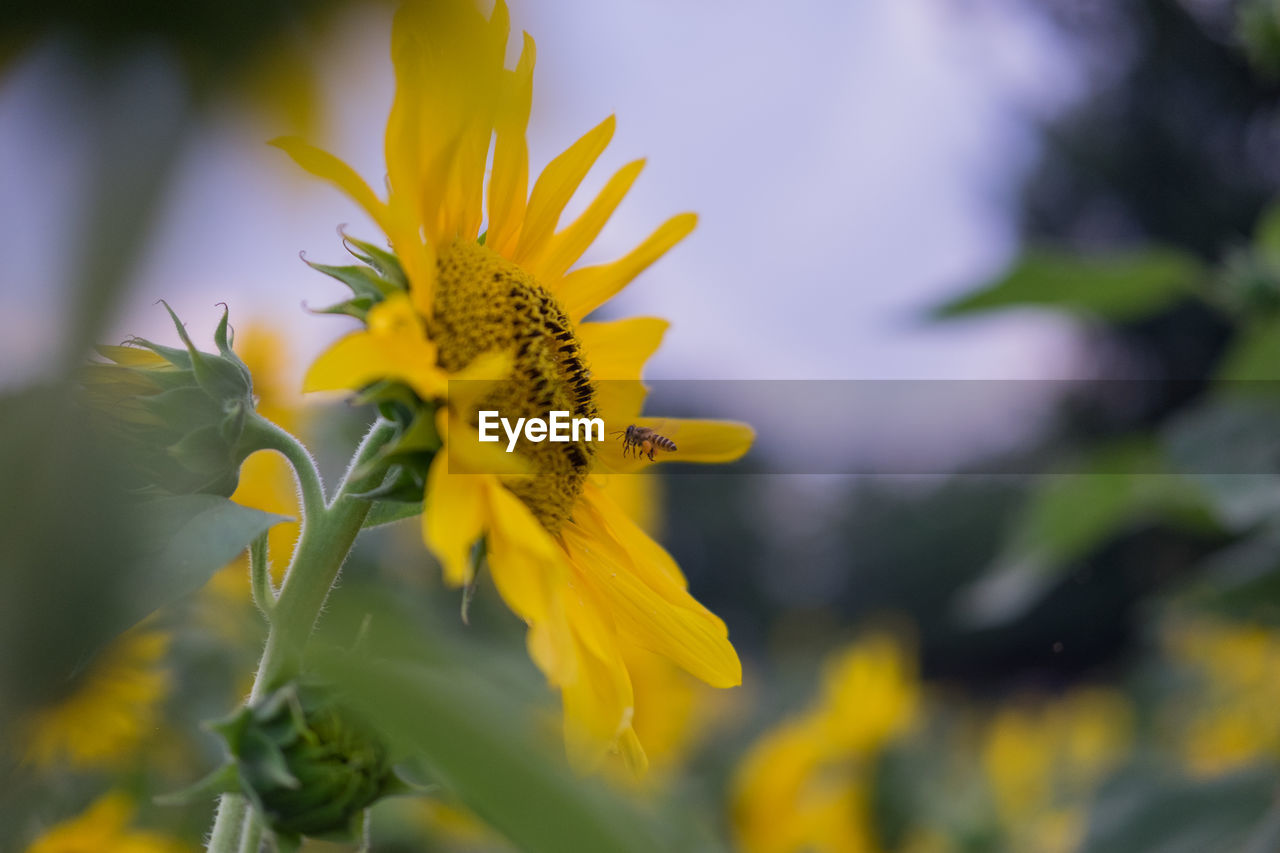 Close-up of insect flying by sunflower