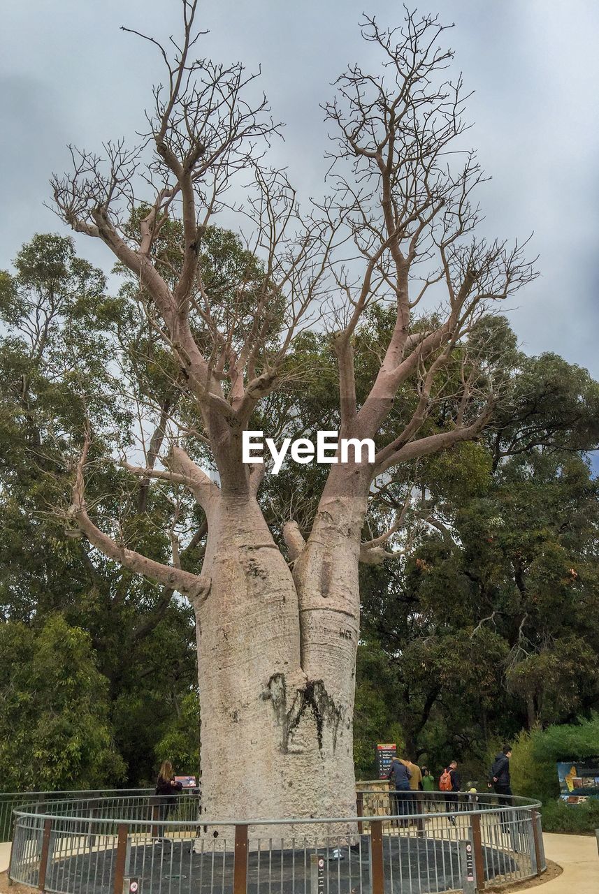 VIEW OF TREES IN PARK