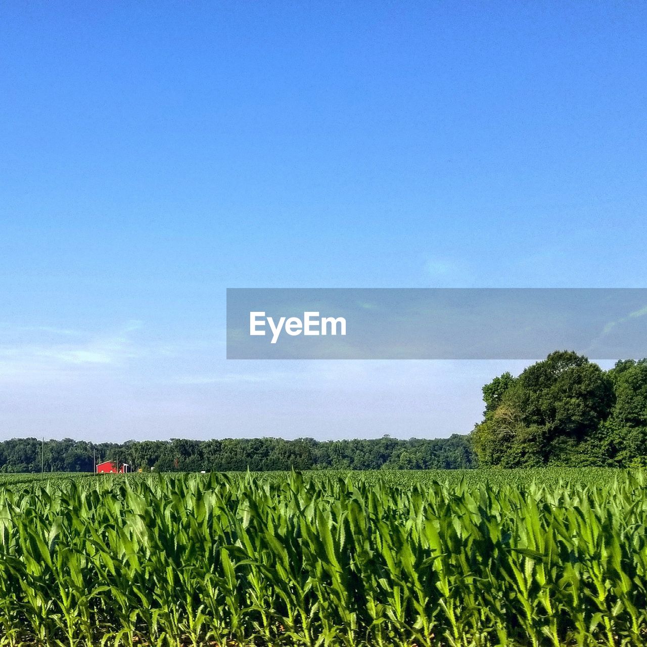 CROPS GROWING ON FIELD AGAINST BLUE SKY