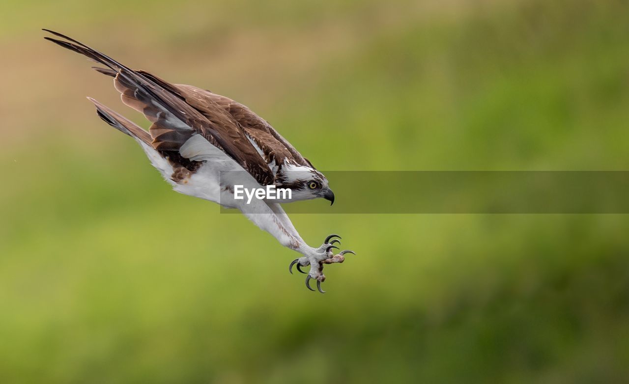 Close-up of osprey flying in mid-air