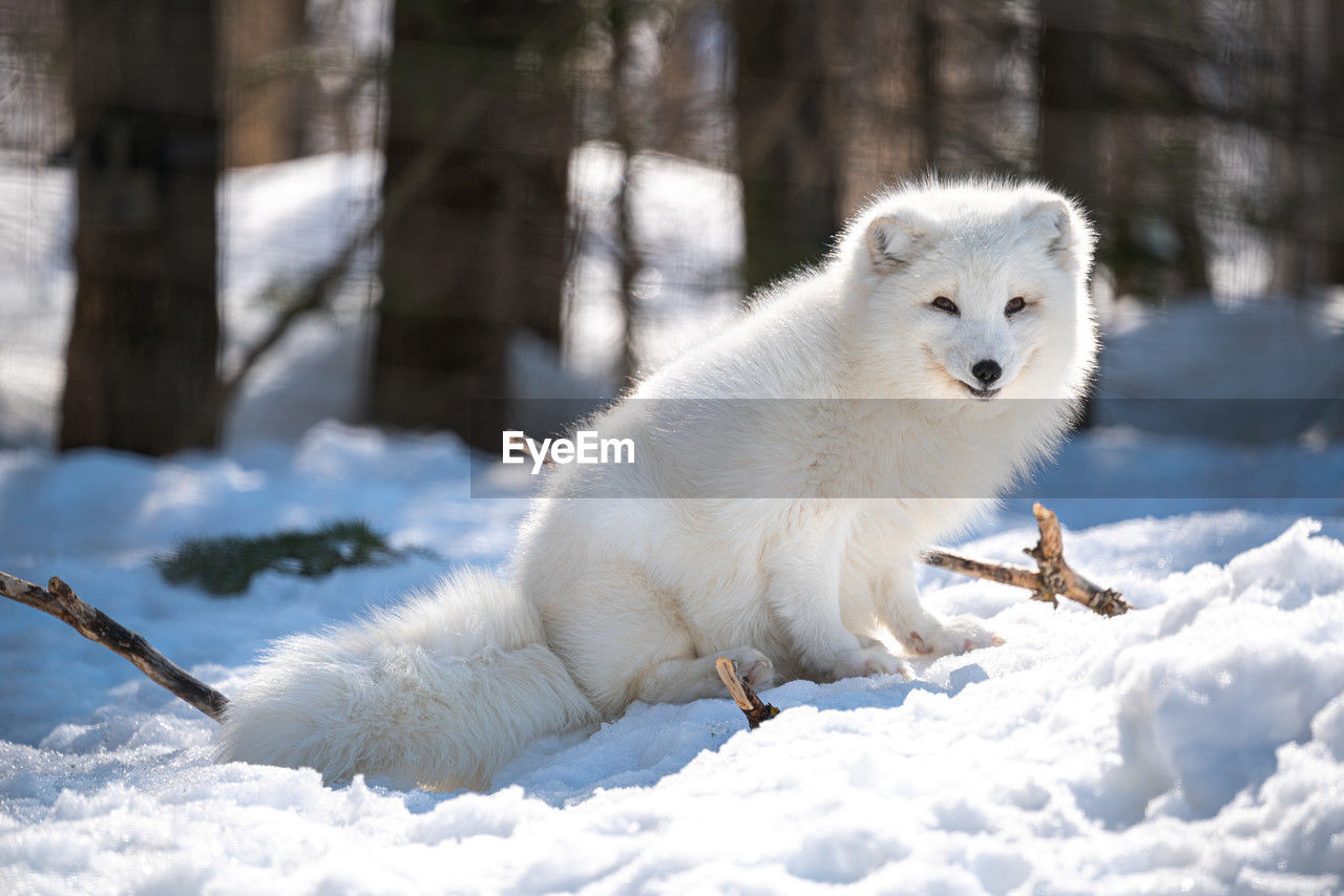 Close-up of snow fox on snow