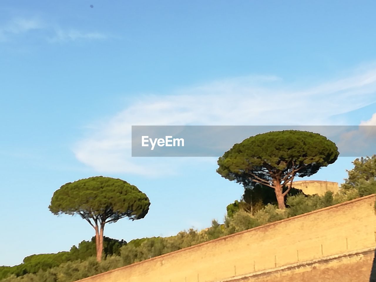 TREE AGAINST SKY