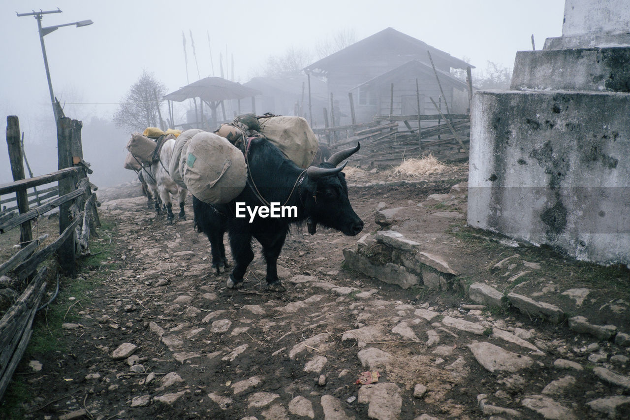 HORSES STANDING IN BUILDING