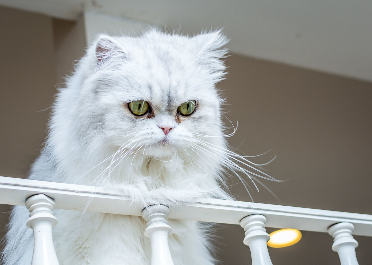 Close-up portrait of cat