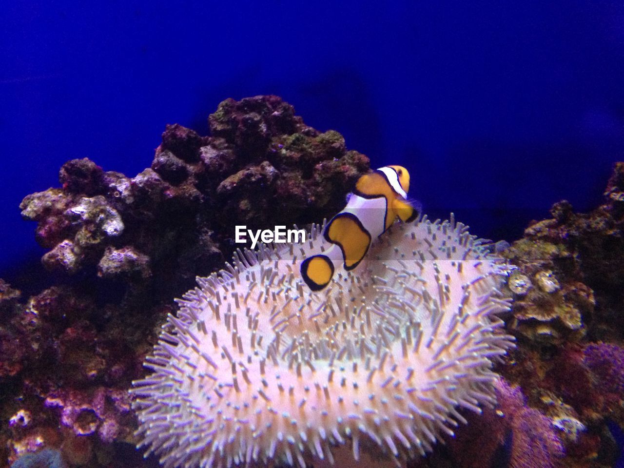 VIEW OF SEA AND CORAL UNDERWATER