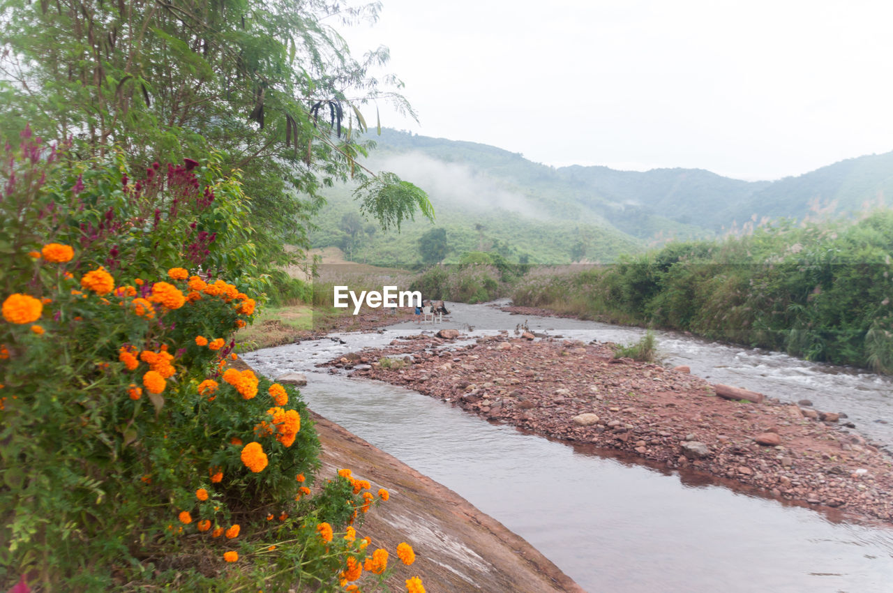 SCENIC VIEW OF FLOWER TREES AND FARM AGAINST SKY