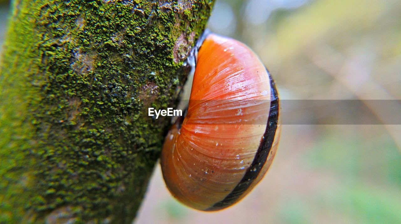 Detail shot of snail on branch