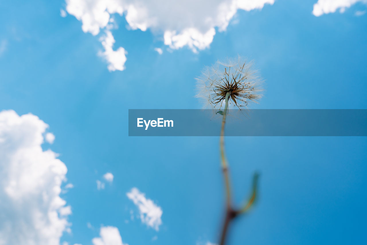 Close-up and low angle view of beautiful dandelion against clear blue sky