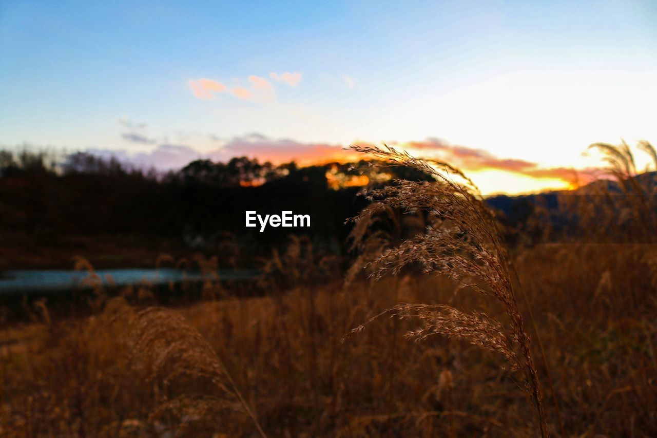 Plants growing on field at sunset